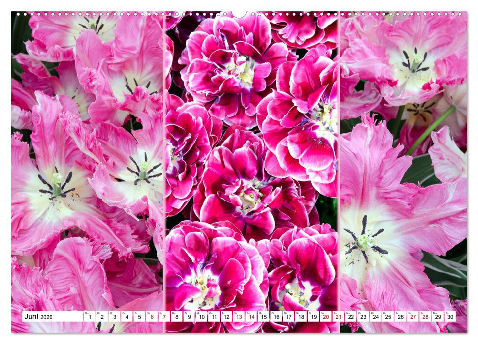 Tulpen - kunterbunte Collagen (CALVENDO Premium Wandkalender 2026)