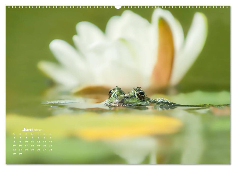 Glückliche Frösche (CALVENDO Premium Wandkalender 2026)