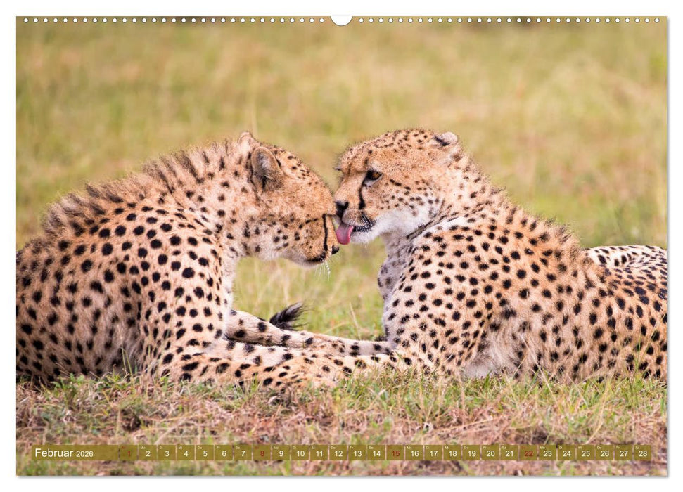 Wildes Kenia (CALVENDO Premium Wandkalender 2026)