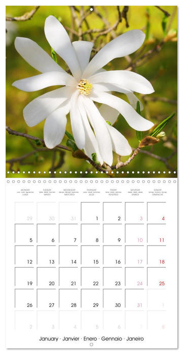 La floraison des magnolias (CALVENDO Calendrier mensuel 2026)