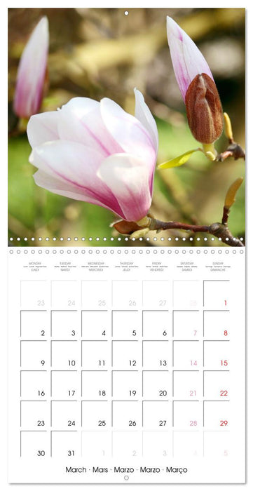 La floraison des magnolias (CALVENDO Calendrier mensuel 2026)