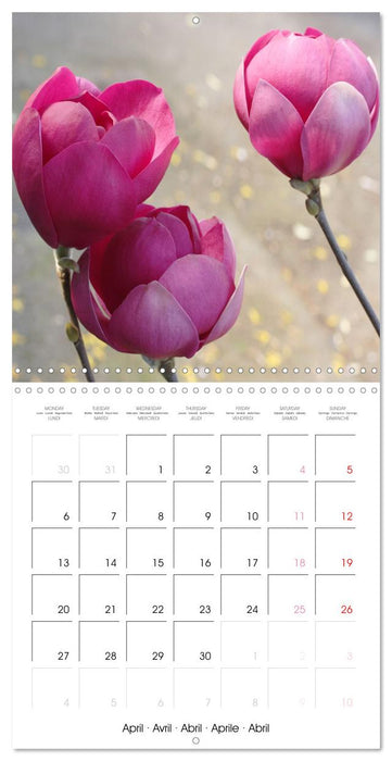 La floraison des magnolias (CALVENDO Calendrier mensuel 2026)