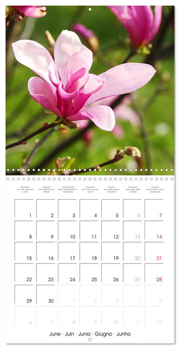 La floraison des magnolias (CALVENDO Calendrier mensuel 2026)