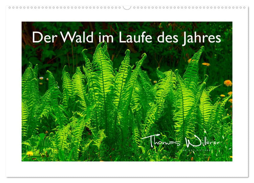 Der Wald im Laufe des Jahres (CALVENDO Wandkalender 2026)