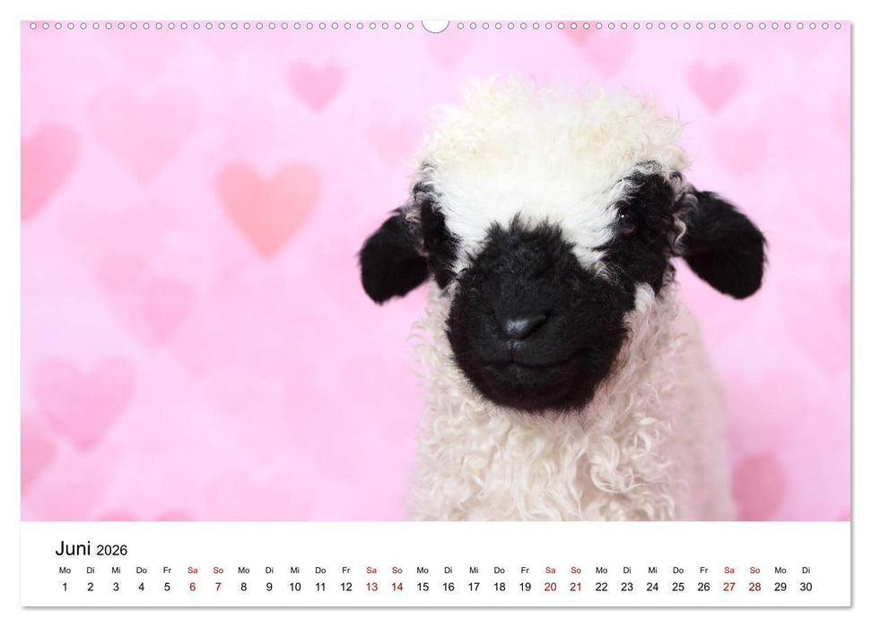 Walliser Schwarznasenschaf Valais Blacknose Sheep (CALVENDO Premium Wandkalender 2026)
