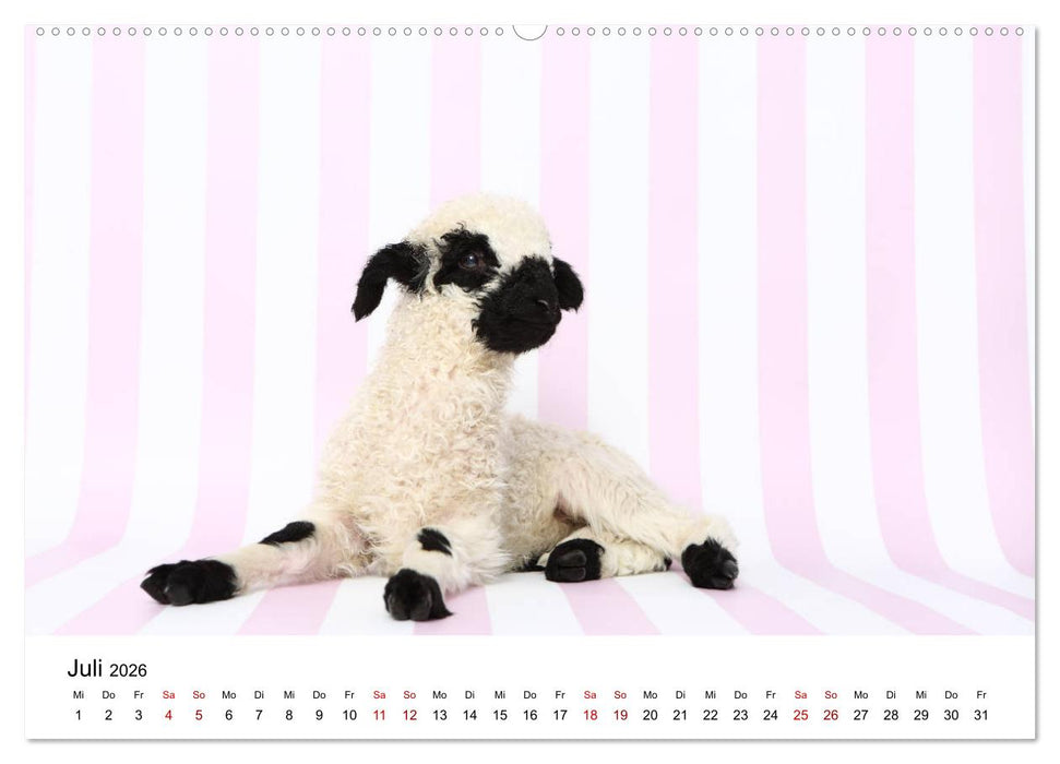 Walliser Schwarznasenschaf Valais Blacknose Sheep (CALVENDO Premium Wandkalender 2026)