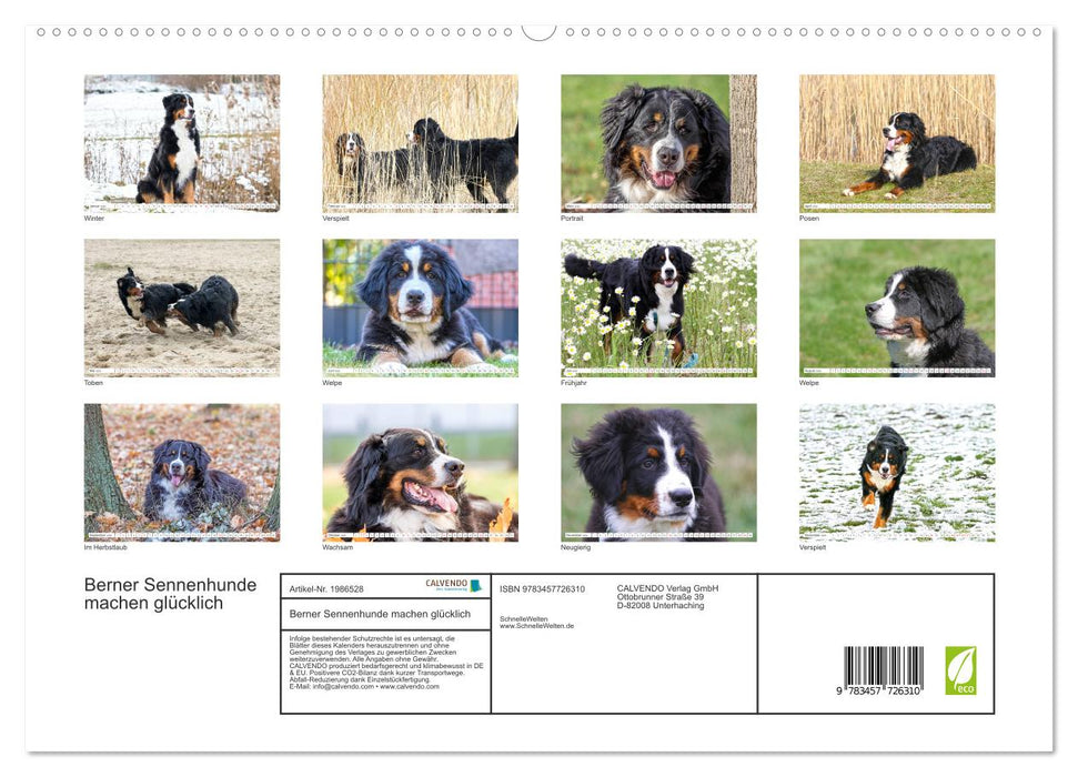 Berner Sennenhunde machen glücklich (CALVENDO Premium Wandkalender 2026)
