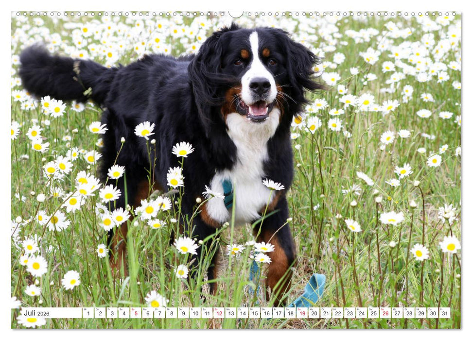 Berner Sennenhunde machen glücklich (CALVENDO Premium Wandkalender 2026)