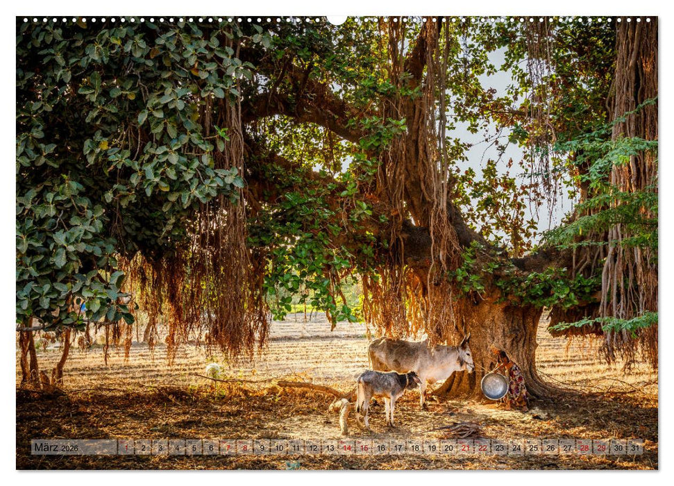 Indien Rajasthan: Unterwegs im Land der Könige (CALVENDO Premium Wandkalender 2026)