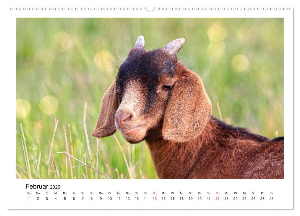 Wer zickt denn da? - Zicklein-Edition (CALVENDO Premium Wandkalender 2026)