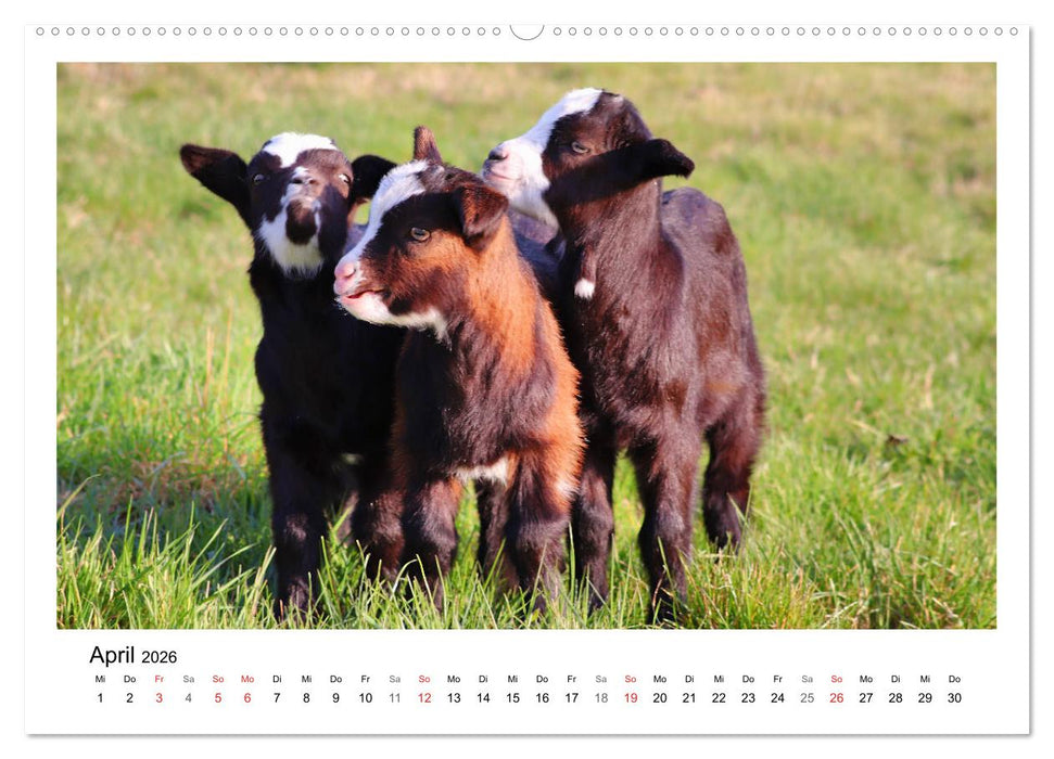 Wer zickt denn da? - Zicklein-Edition (CALVENDO Premium Wandkalender 2026)