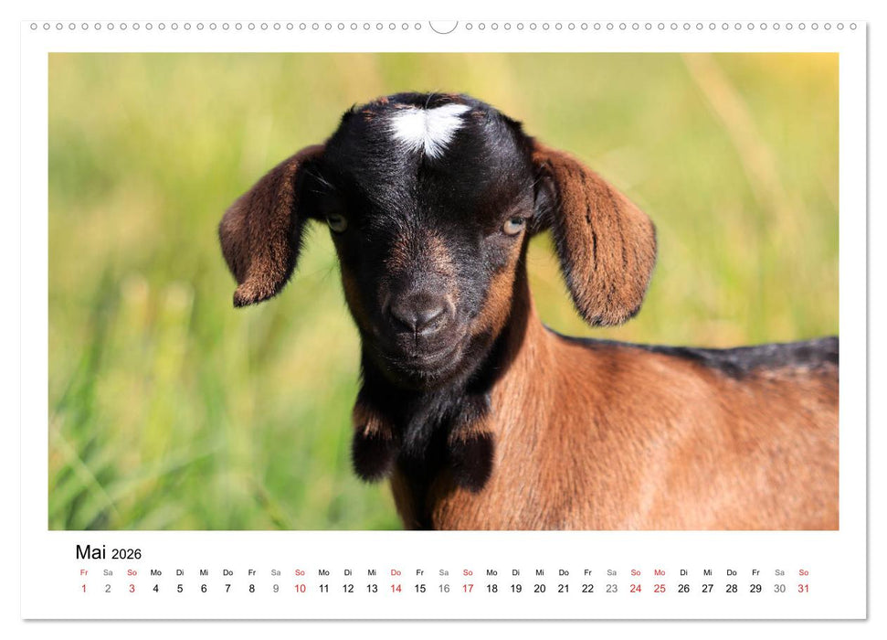 Wer zickt denn da? - Zicklein-Edition (CALVENDO Premium Wandkalender 2026)