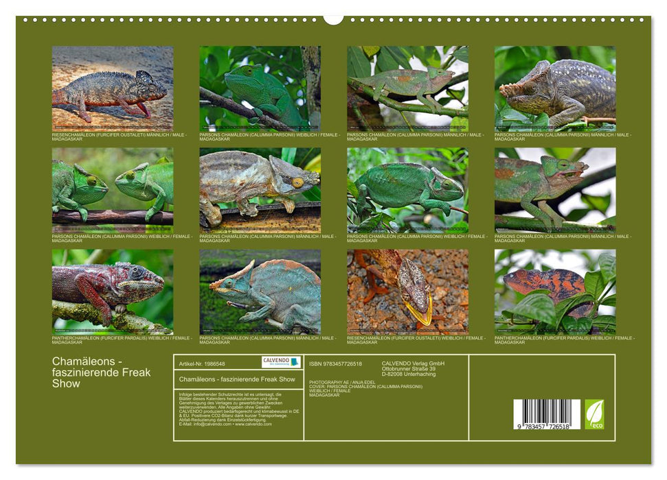 Chamäleons - faszinierende Freak Show (CALVENDO Premium Wandkalender 2026)