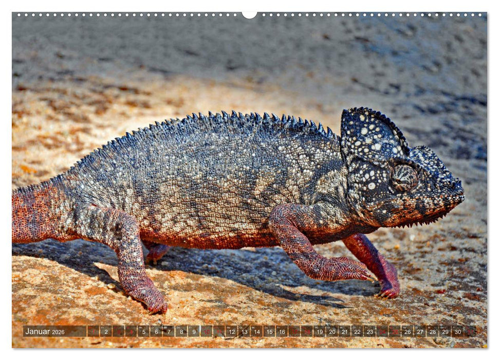 Chamäleons - faszinierende Freak Show (CALVENDO Premium Wandkalender 2026)