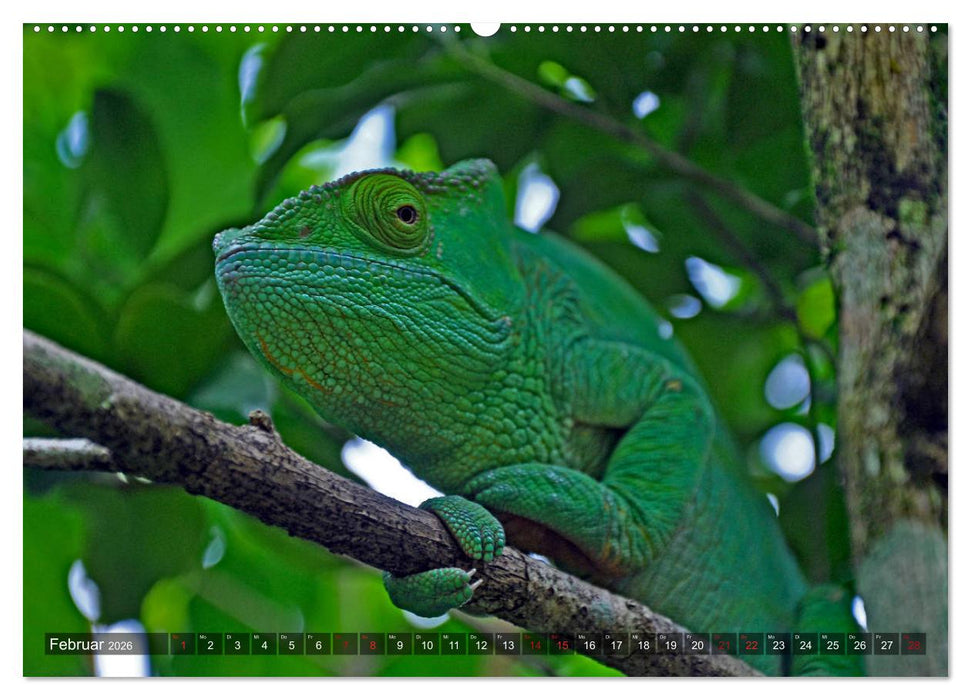 Chamäleons - faszinierende Freak Show (CALVENDO Premium Wandkalender 2026)