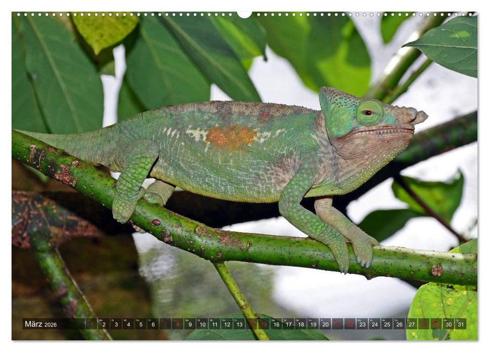 Chamäleons - faszinierende Freak Show (CALVENDO Premium Wandkalender 2026)