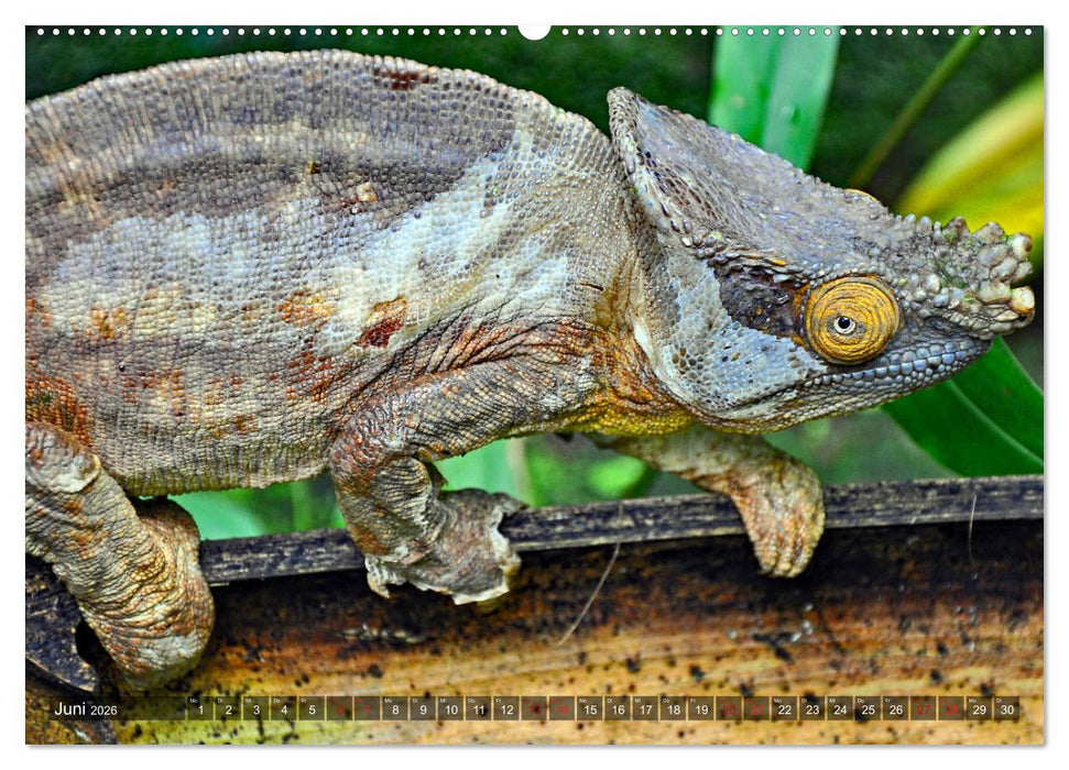Chamäleons - faszinierende Freak Show (CALVENDO Premium Wandkalender 2026)