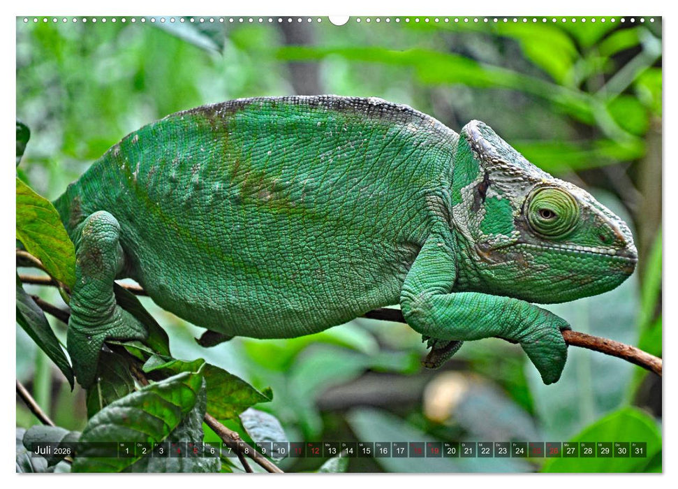 Chamäleons - faszinierende Freak Show (CALVENDO Premium Wandkalender 2026)