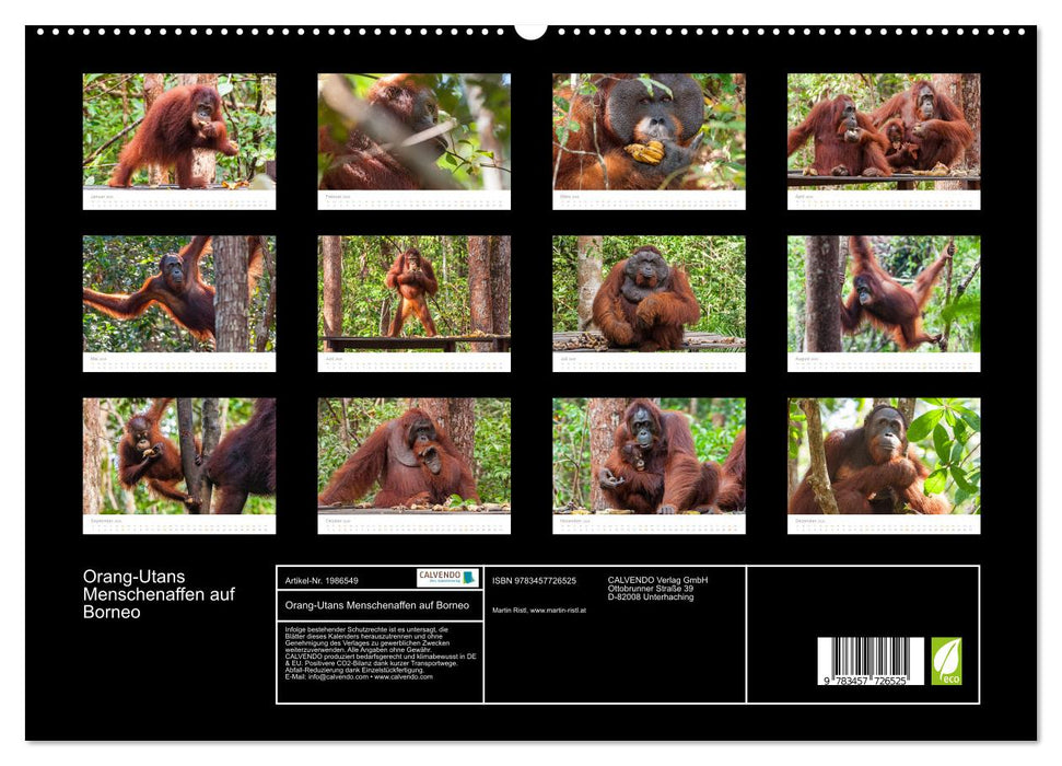 Orang-Utans Menschenaffen auf Borneo (CALVENDO Premium Wandkalender 2026)