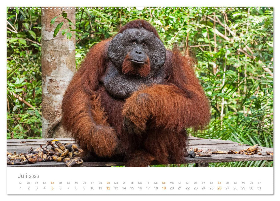 Orang-Utans Menschenaffen auf Borneo (CALVENDO Premium Wandkalender 2026)