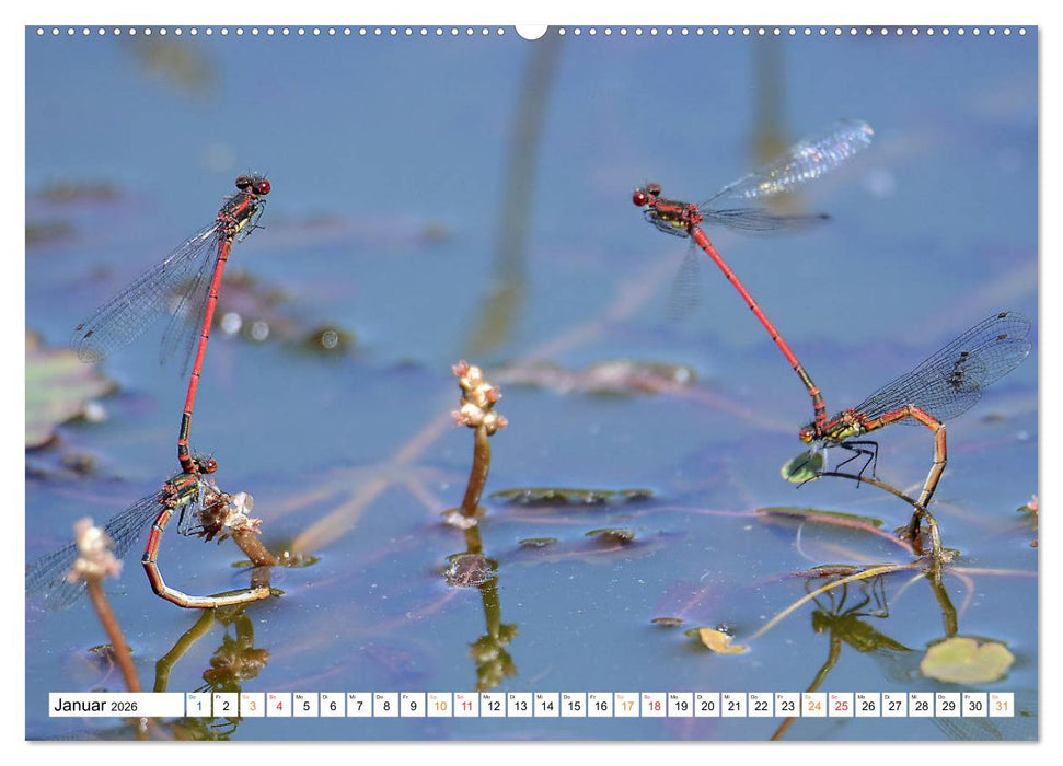 Libellen, was die für eine Energie entwickeln. (CALVENDO Wandkalender 2026)