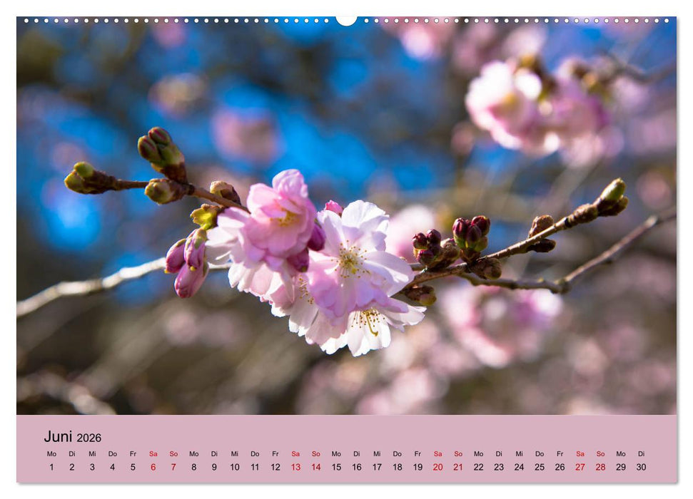 Kurpark Baden-Baden (CALVENDO Premium Wandkalender 2026)