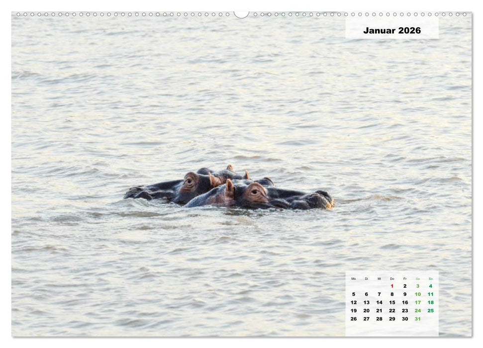 Nilpferde, Kolosse im Wasser (CALVENDO Premium Wandkalender 2026)