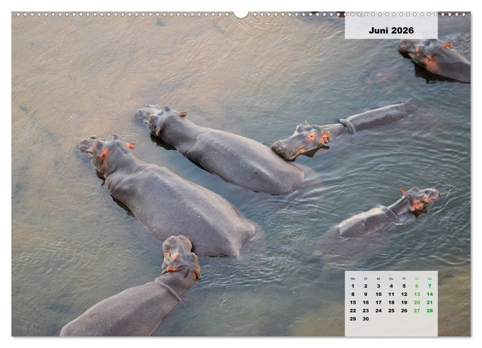 Nilpferde, Kolosse im Wasser (CALVENDO Premium Wandkalender 2026)
