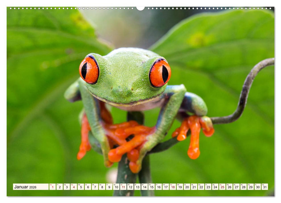 Costa Rica - Farben des Regenwaldes (CALVENDO Premium Wandkalender 2026)