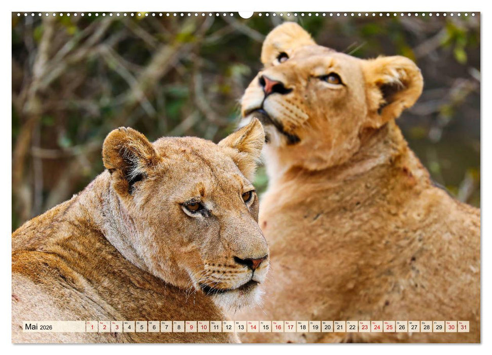 Afrikas Löwen 2026 (CALVENDO Premium Wandkalender 2026)