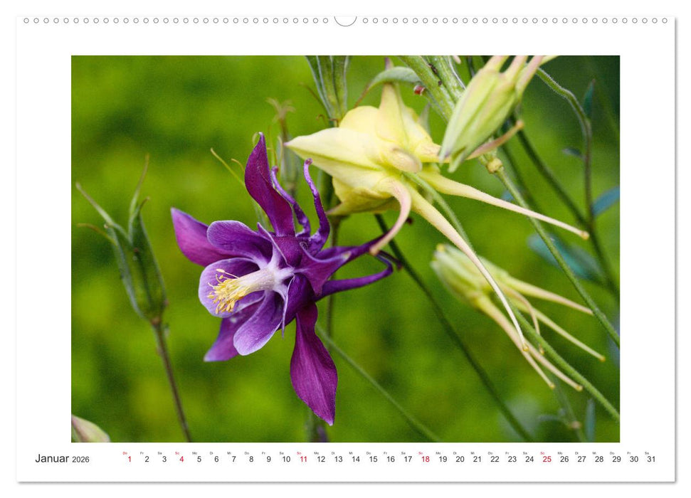 Akeleien im Garten (CALVENDO Premium Wandkalender 2026)