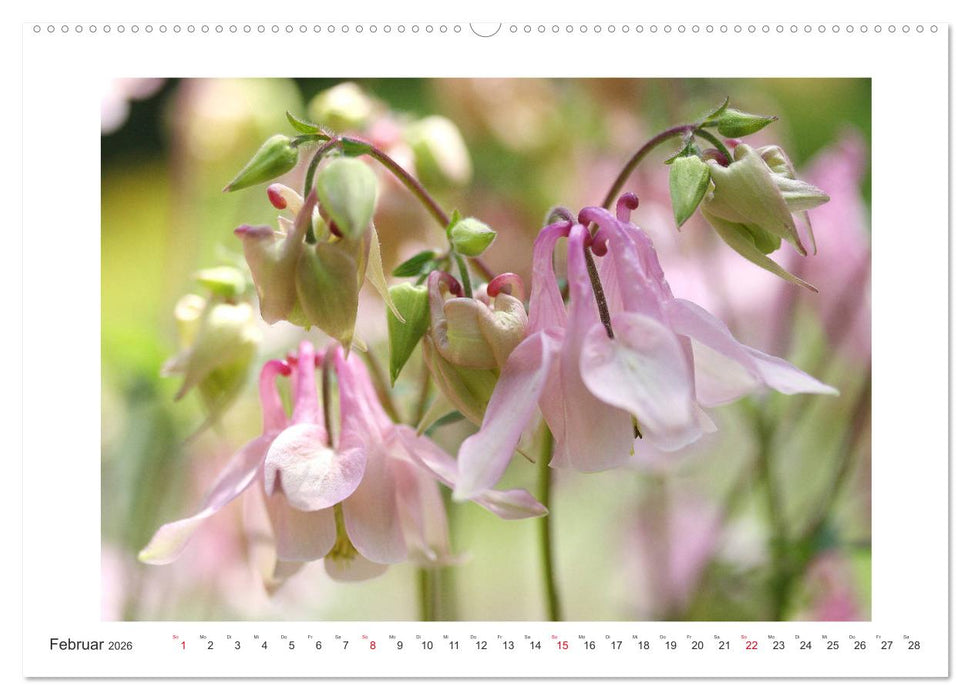 Akeleien im Garten (CALVENDO Premium Wandkalender 2026)