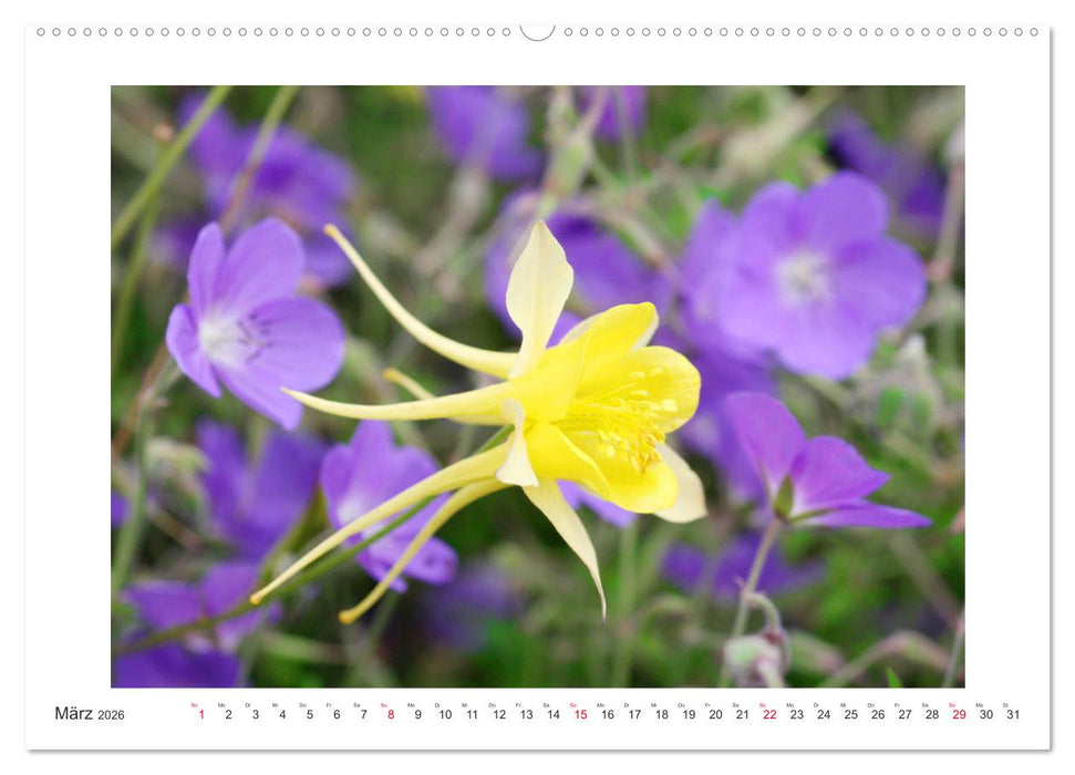 Akeleien im Garten (CALVENDO Premium Wandkalender 2026)