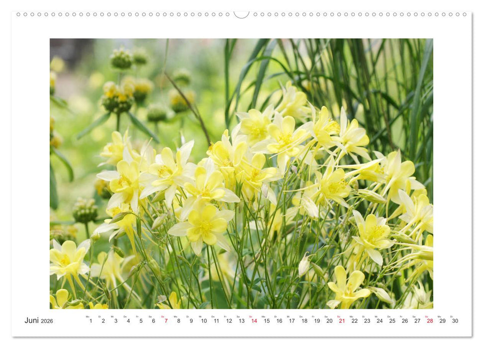 Akeleien im Garten (CALVENDO Premium Wandkalender 2026)