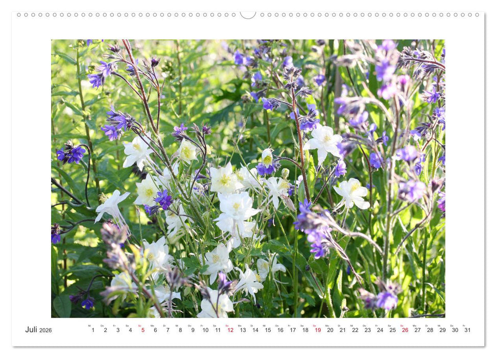 Akeleien im Garten (CALVENDO Premium Wandkalender 2026)