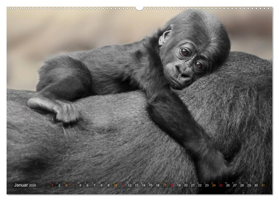 MENSCHENAFFENKINDER 2 (CALVENDO Premium Wandkalender 2026)