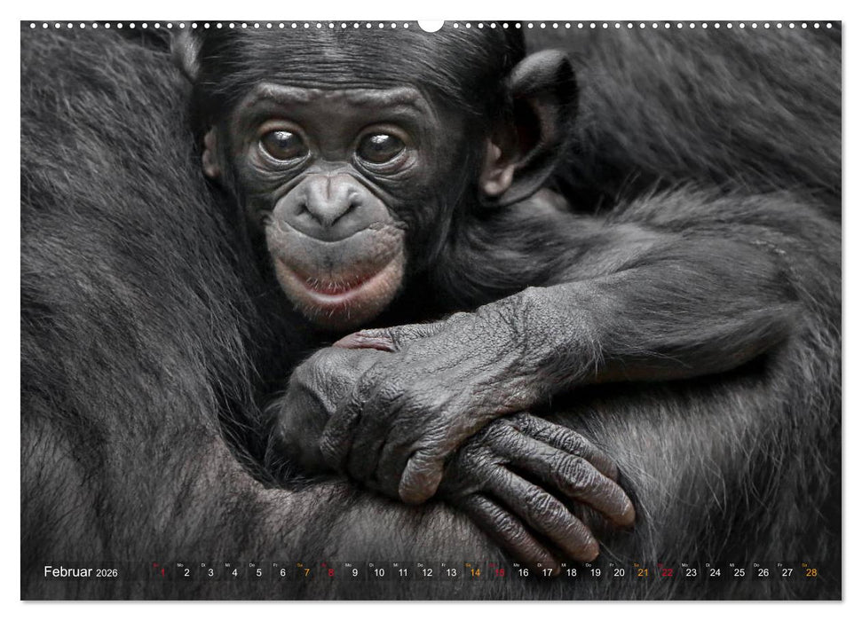 MENSCHENAFFENKINDER 2 (CALVENDO Premium Wandkalender 2026)