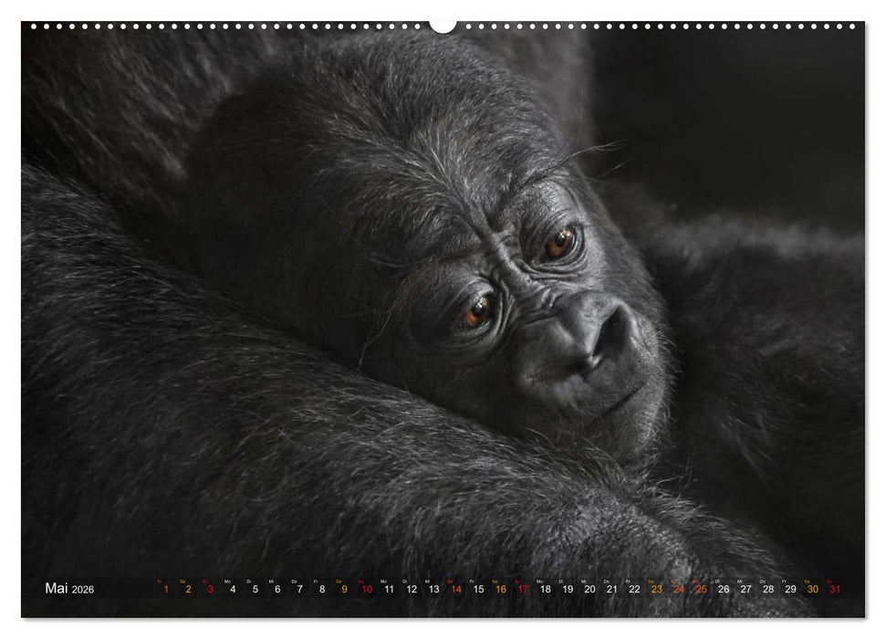 MENSCHENAFFENKINDER 2 (CALVENDO Premium Wandkalender 2026)