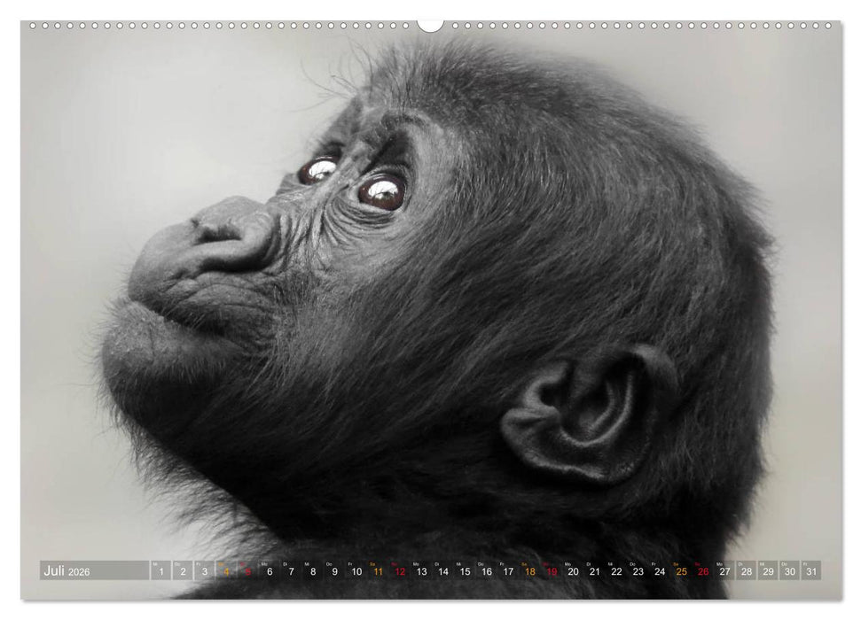 MENSCHENAFFENKINDER 2 (CALVENDO Premium Wandkalender 2026)