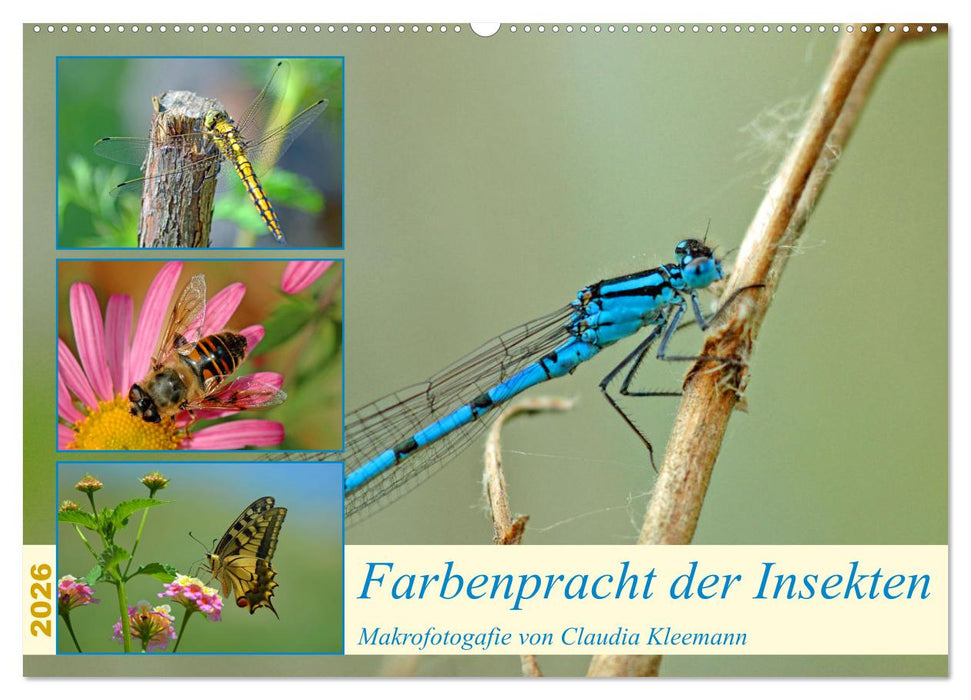 Farbenpracht der Insekten (CALVENDO Wandkalender 2026)