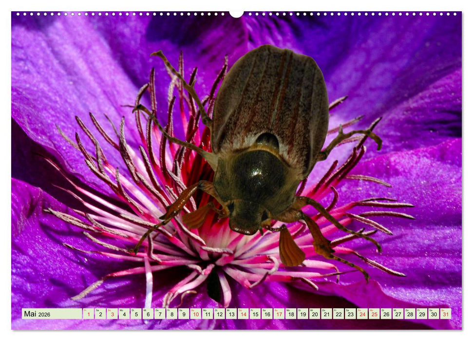 Farbenpracht der Insekten (CALVENDO Wandkalender 2026)