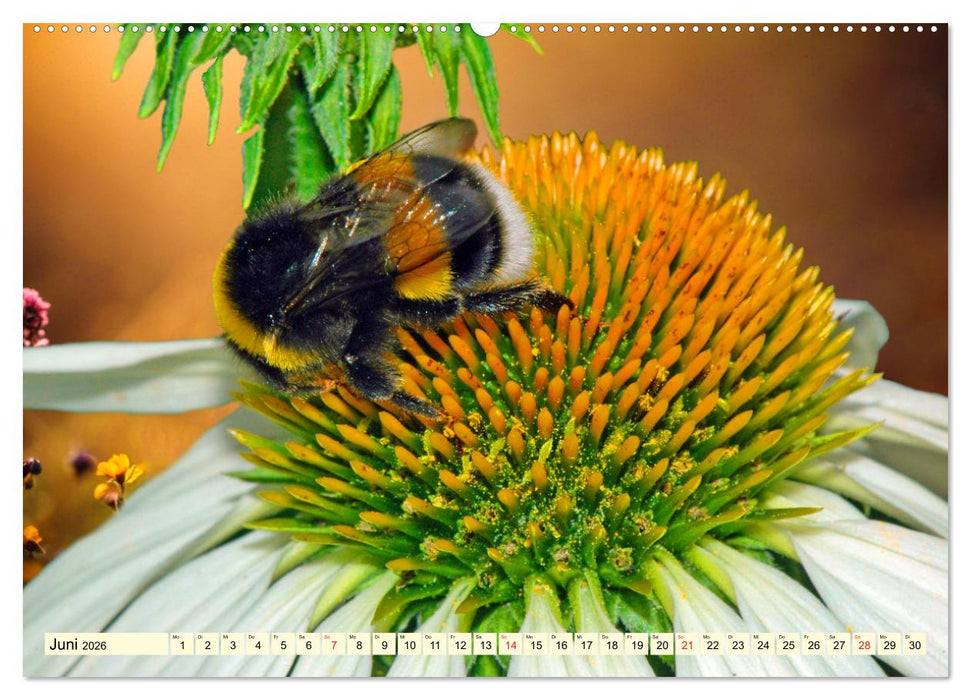 Farbenpracht der Insekten (CALVENDO Wandkalender 2026)