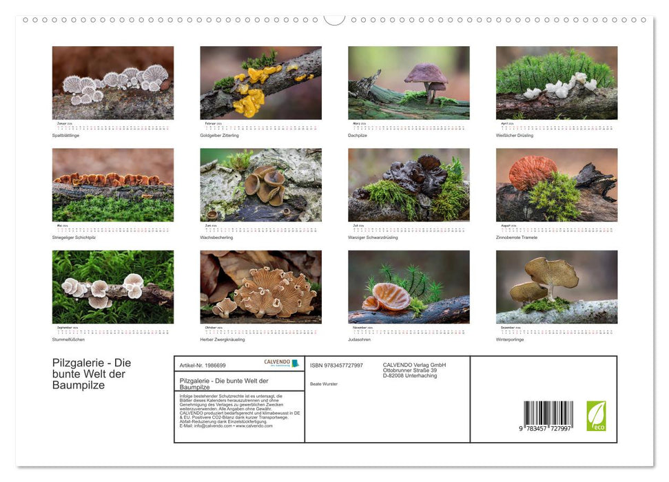 Pilzgalerie - Die bunte Welt der Baumpilze (CALVENDO Premium Wandkalender 2026)