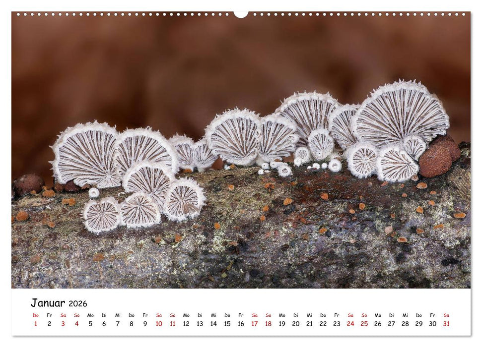 Pilzgalerie - Die bunte Welt der Baumpilze (CALVENDO Premium Wandkalender 2026)