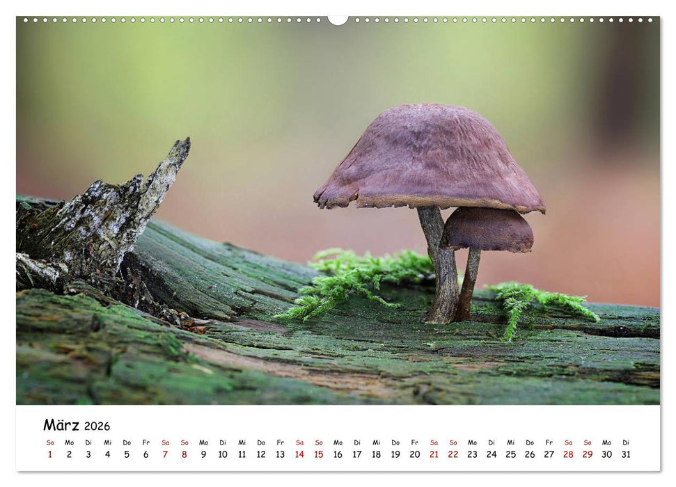 Pilzgalerie - Die bunte Welt der Baumpilze (CALVENDO Premium Wandkalender 2026)