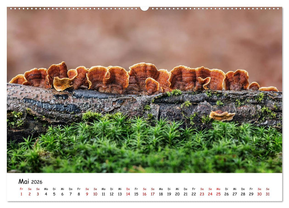 Pilzgalerie - Die bunte Welt der Baumpilze (CALVENDO Premium Wandkalender 2026)