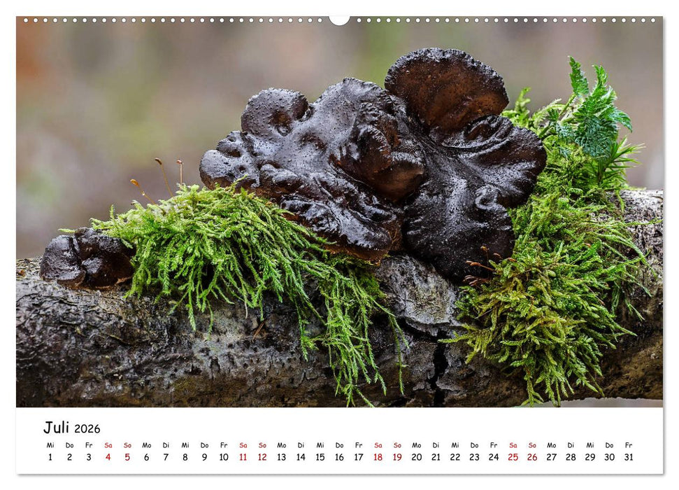 Pilzgalerie - Die bunte Welt der Baumpilze (CALVENDO Premium Wandkalender 2026)