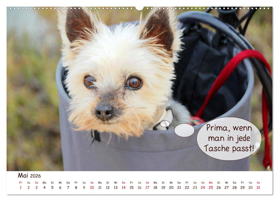 Frei Schnauze 2026. Was Hunde am liebsten sagen würden (CALVENDO Premium Wandkalender 2026)