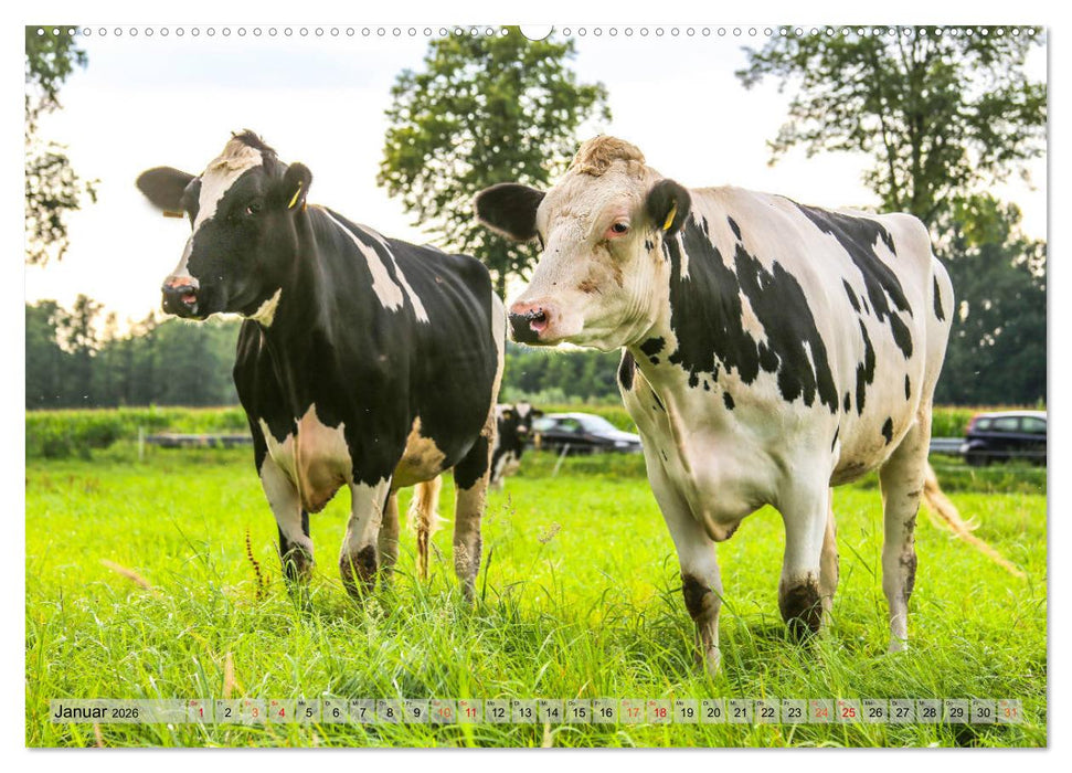 Sanfte Holsteiner (CALVENDO Premium Wandkalender 2026)