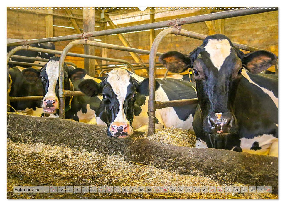 Sanfte Holsteiner (CALVENDO Premium Wandkalender 2026)